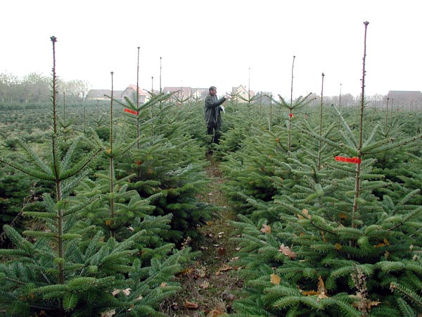 abies_nordmanniana_-_Vilmorin_-_Caucasian_fir