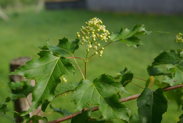 acer_ginnala_-_Vilmorin_-_Amur_maple