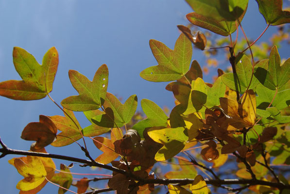 acer_monspessulanum_-_Vilmorin_-_Montpellier_maple