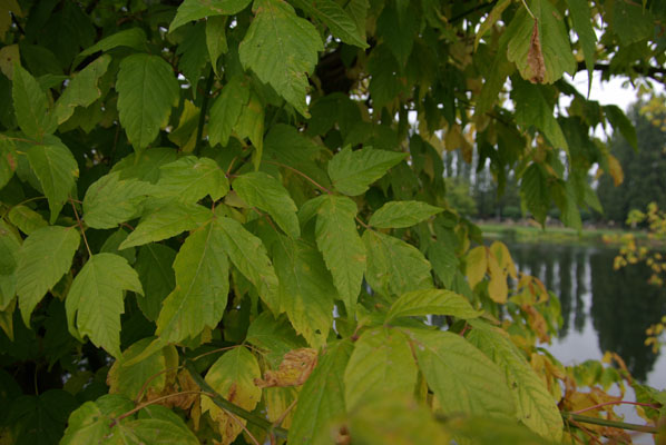 acer_negundo_-_Vilmorin_-_Boxelder