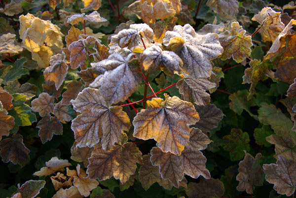 acer_opalus_-_Vilmorin_-_Italian_maple