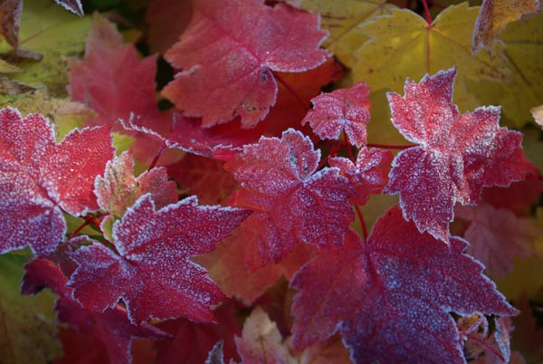 acer_rubrum_-_Vilmorin_-_Red_maple