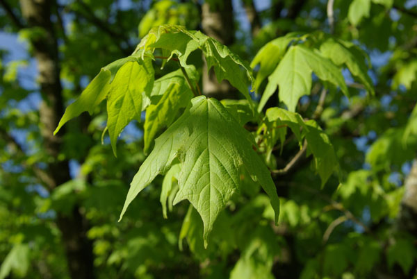 acer_saccharum_-_Vilmorin_-_Sugar_maple