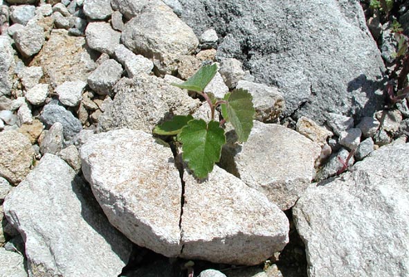 betula_pendula_-_Vilmorin_-_Common_birch