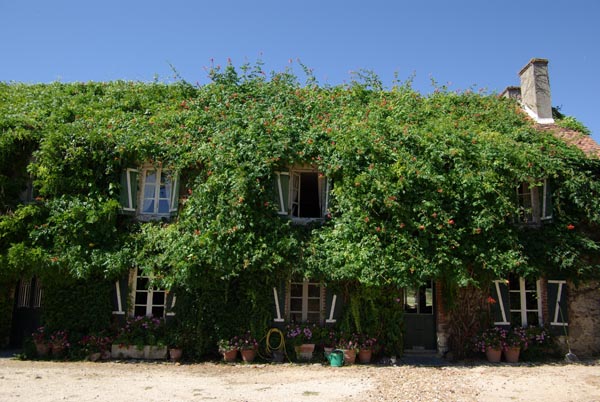 campsis_radicans_-_Vilmorin_-_Trumpet_vine