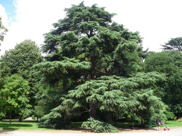 cedrus_deodara_-_Vilmorin_-_Deodara_cedar