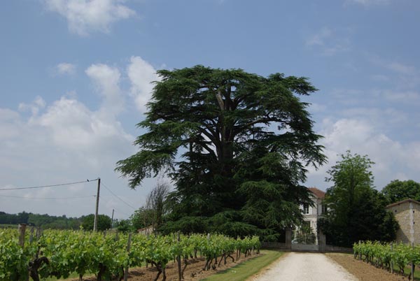 cedrus_libani_-_Vilmorin_-_Cedar_of_Lebanon