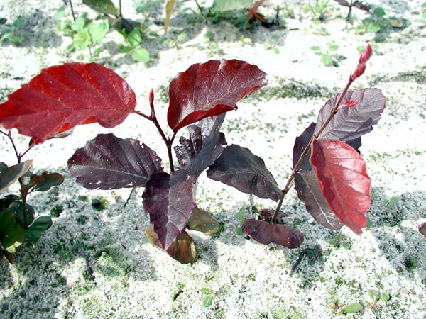 fagus_sylvatica_-_Vilmorin_-_Common_beech