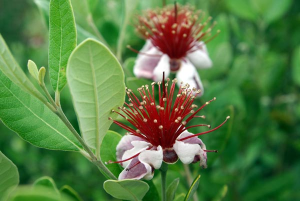 feijoa_sellowiana_-_Vilmorin_-_Pineapple_guava