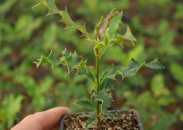 ilex_aquifolium_-_Vilmorin_-_Common_holly