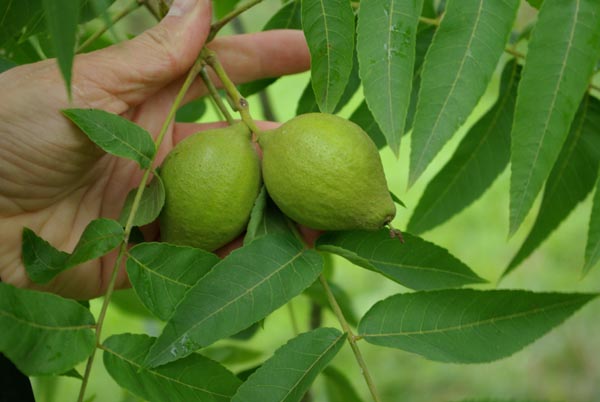 juglans_major_x_regia_-_Vilmorin_-_Hybrid_walnut