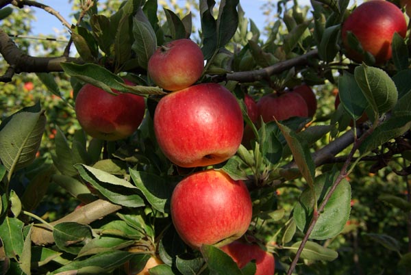 malus_communis_-_Vilmorin_-_Crab_apple