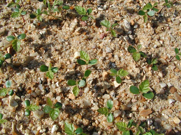 ostrya_carpinifolia_-_Vilmorin_-_Hop_hornbeam