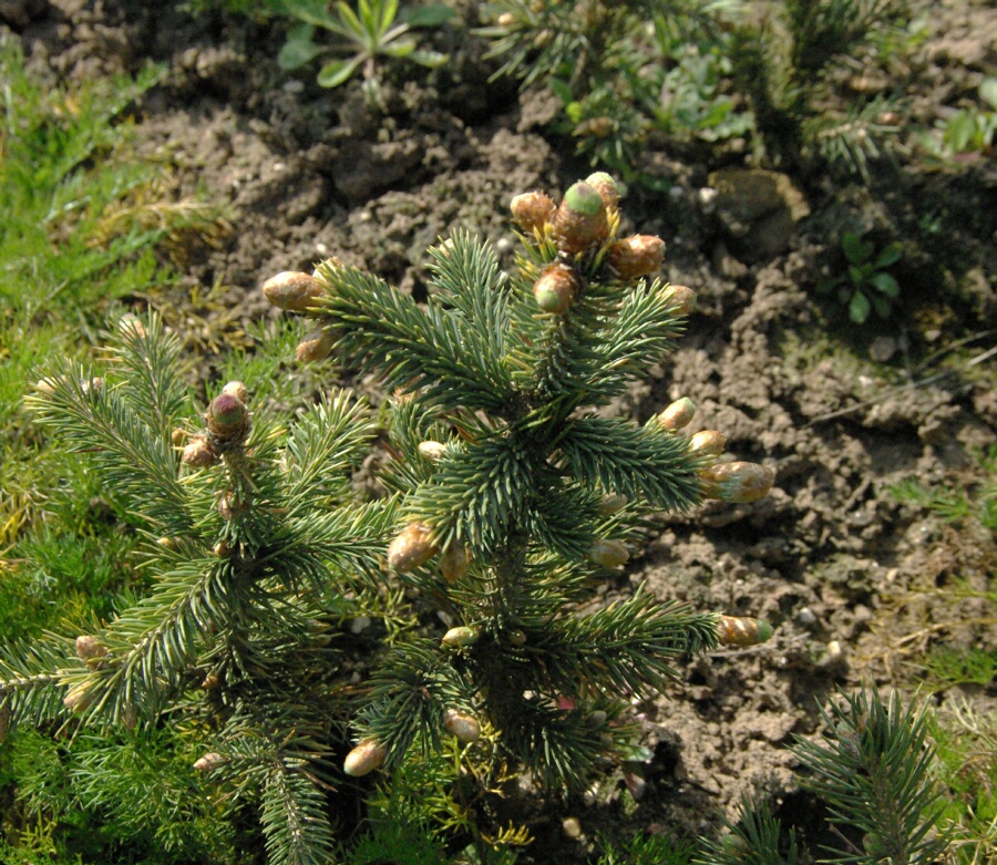 picea_engelmannii_-_Vilmorin_-_Engelmann_spruce