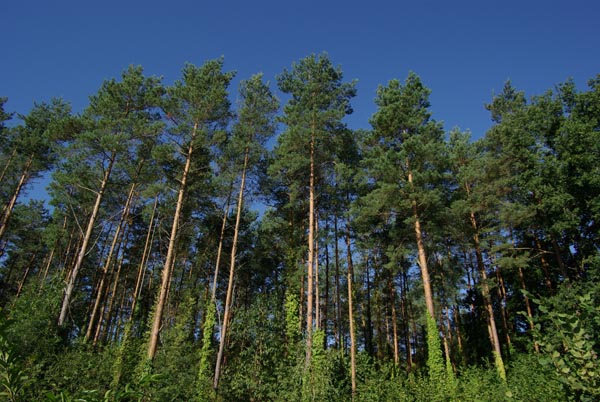 pinus_sylvestris_-_Vilmorin_-_Scots_pine