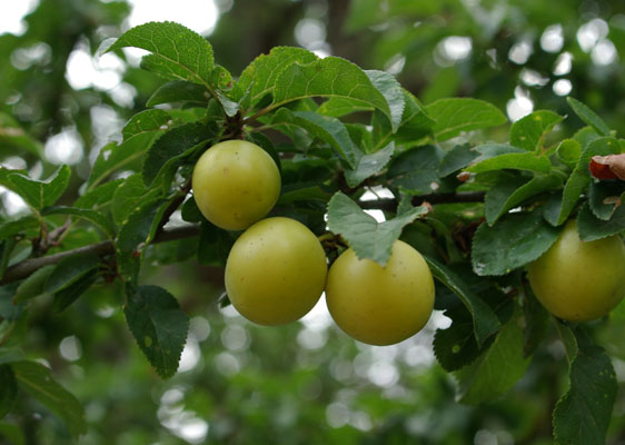 prunus_cerasifera_myrobolana_-_Vilmorin_-_Myrobalan_plum