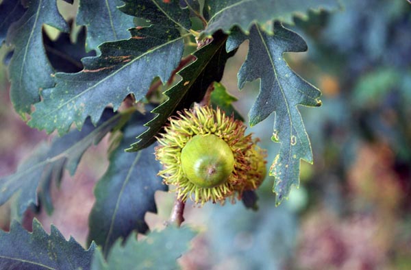 quercus_cerris_-_Vilmorin_-_Turkey_oak