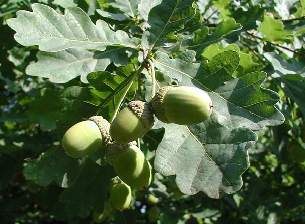 quercus_robur_-_Vilmorin_-_Common_oak